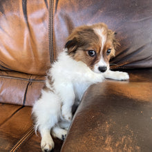 Load image into Gallery viewer, Zoey - Cavapom
