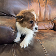 Load image into Gallery viewer, Zoey - Cavapom
