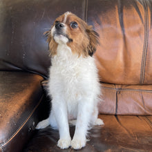 Load image into Gallery viewer, Zoey - Cavapom
