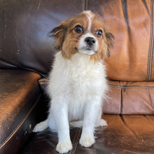 Load image into Gallery viewer, Zoey - Cavapom
