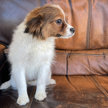 Load image into Gallery viewer, Zoey - Cavapom
