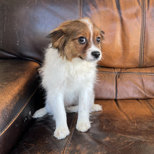 Load image into Gallery viewer, Zoey - Cavapom
